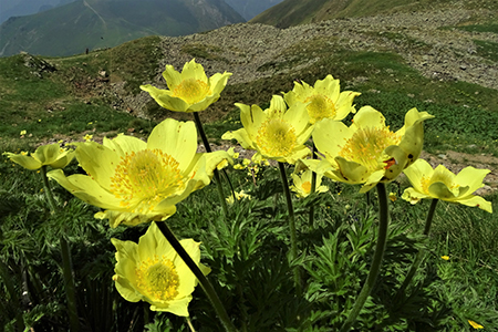 Corno Stella (2620 m) con tanti fiori, solo, in compagnia degli stambecchi il 25 giugno 2019 - FOTOGALLRY